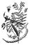 Mesquit prosopis juliflora. vintage illustration