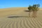 Mesquite Flats, Death Valley National Park, Hardy Plants surviving in Wandering Sand Dunes, California, United States