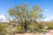 Mesquite nurse tree and a small saguaro cactus