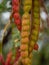 Mesquite Pods