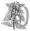 Mesquite Prosopis glandulosa or Honey Mesquite, vintage engraving