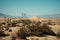 Mesquite Sand Dunes of Death Valley National Park in California in summer