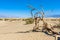 Mesquite sand dunes in desert of Death Valley, California, USA