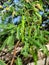 Mesquite Tree Dangling Long Green Edible  Bean Pods SW Desert Native Plant Nature Foliage Photography