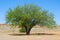 Mesquite tree in desert