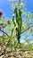 Mesquite Tree Green String Bean Pods Hanging off Vine Branches  Sky Scene  Nature Photography