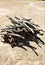 Mesquite wood pile located in Cochise County, Saint David, Arizona