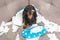 Mess dachshund puppy was left at home alone and started making a mess. Pet tore up furniture and chews home slipper of