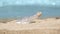 Message in a bottle on the tropical beach of exotic island, turquoise waves of the sea in background