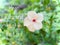 Message and hibiscus flower head in the outdoor garden.  Flower blooming.