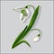 Messenger of approach of spring, white snowdrop.