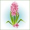 The messenger of the coming spring, a pink hyacinth.