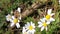 Messengers of spring, daisies and bees.
