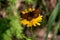 Messnerin - A close up view on a brown butterfly resting on a yellow flower. The background is green