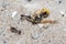 Messor Barbarus harvester ant dragging the body of a dead wasp