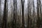 Messy birch forest