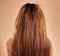 Messy, damaged hair and back of a woman in a studio with a brittle frizzy hairstyle before a treatment. Dirty, dry and