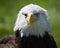 Messy Head Bald Eagle (Haliaeetus leucocephalus)