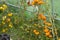 Messy organic species of tomatoes growing into little french greenhouse