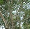 Mesua ferrea -(Nuga Tree in Sri Lanka)