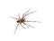Meta menardi european cave spider