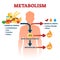 Metabolism vector illustration. Labeled chemical energy educational scheme.