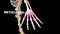 Metacarpals Bones of Human Hand