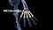 Metacarpals Bones of Human Hand