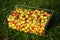 Metal basket full of hand picked apples