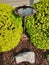 Metal Bird Bath Between Two Hedges