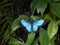 Metal blue wings butterfly