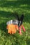 Metal bucket, gloves and gardening tools on grass outdoors