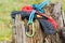 Metal carabine and rope . Photo of colored carabines. Climbing c
