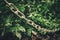 Metal chain along the bushes in the park, the passage is blocked, a restricted area - photo, image. Selective soft focus