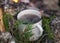 Metal cup with tea heats by the fire, autumn time, burning firewood, branches and smoke, autumn