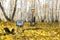 Metal detector on yellow leaves in autumn forest