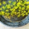 Metal dish with fresh dill flowers