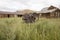 Metal equipment in field, Bodie