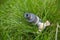 A metal faucet for watering lawns is installed on the ground in the grass.