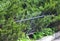 Metal fence hiding with Juniperus sabina, the savin juniper or savin shrubs