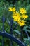 Metal fence and Jerusalem artichoke (Helianthus tuberosus) flowers blooming over it in closeup