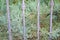 Metal fence and plants