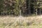 metal fencing in the forest to protect the territory from wild animals