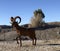 Metal folk art of area animals, Parker, Arizona