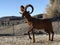 Metal folk art of area animals, Parker, Arizona