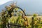 Metal garden gate and arch with grapevine and vineyard in golden fall colors