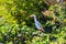A metal great white heron bird statue with a metal bird in its mouth surrounded by lush green trees and plants