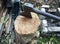 A metal hammer sticks out of a stump. Firewood preparation.