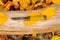 Metal hunting knife on a log and yellow autumn leaves