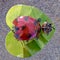 Metal Lacquered Ladybug Ornament in Nevada Cactus Nursery